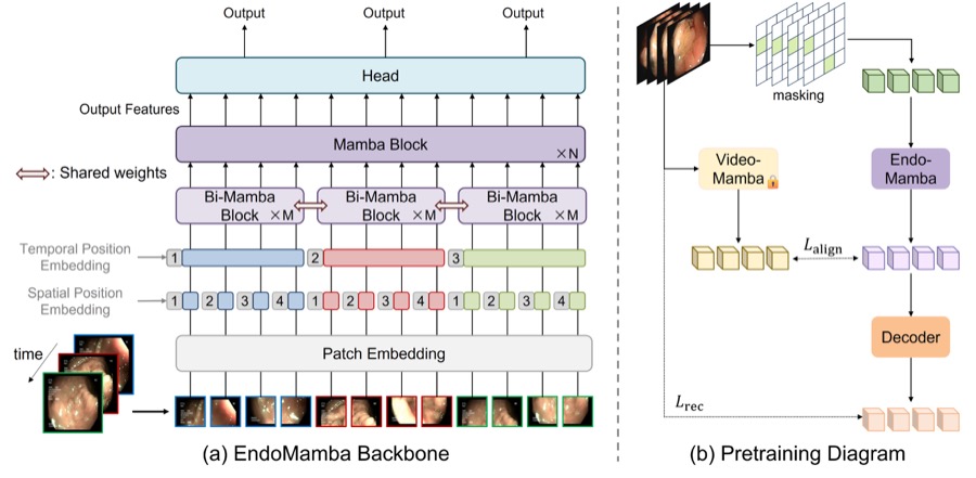 EndoMamba architecture diagram